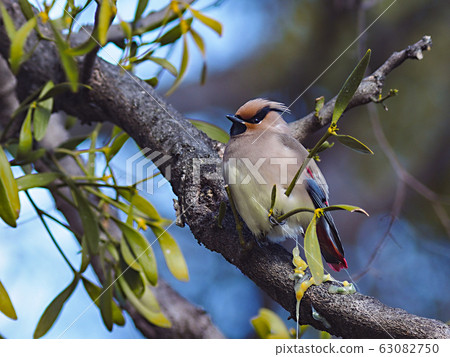 Hirenjak resting 63082750