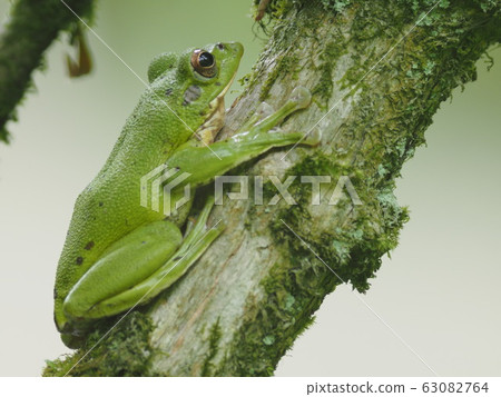 莫里亞青蛙在樹上 63082764