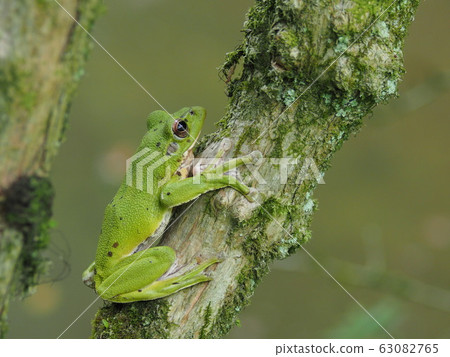 莫里亞青蛙在樹上 63082765