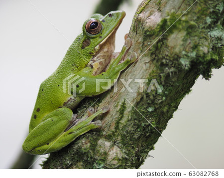 Moria frog on tree Moria frog on tree 63082768