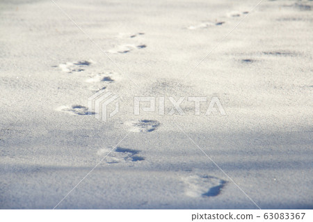 Human footprints on pure white snow in winter Human footprints on pure white snow in winter 63083367