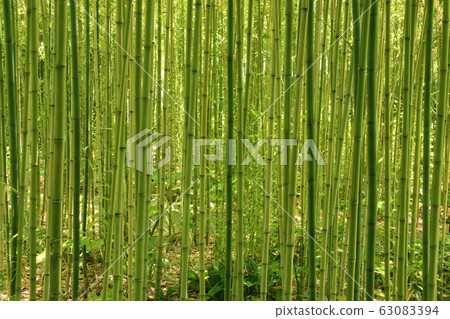 Bamboo grove Bamboo grove 63083394