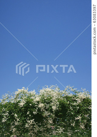 Natsuyuki Kazura Natsuyuki Kazura 63083397