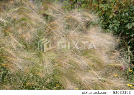 Hoso Nogemugi 63083398