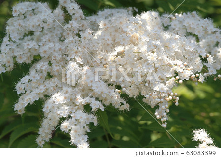 Niwa Nanakamado Niwa Nanakamado 63083399