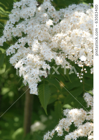 Niwa Nanakamado Niwa Nanakamado 63083400