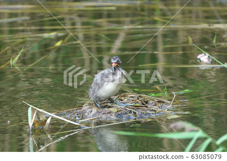 Little grebe bird waiting for parent on nest 63085079
