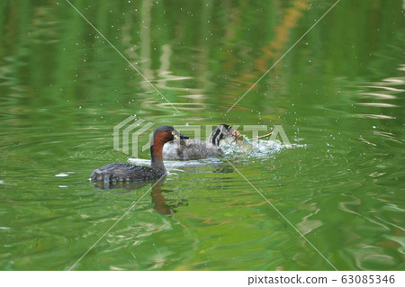 A young grebe bird that has received a feeding dragonfly from a parent bird A young grebe bird that has received a feeding dragonfly from a parent bird 63085346