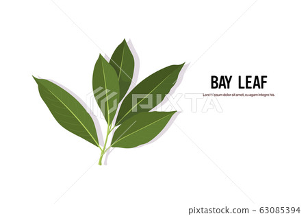 realistic bay leaf twig tasty fresh herb green leaves healthy food concept horizontal copy space realistic bay leaf twig tasty fresh herb green leaves healthy food concept horizontal copy space 63085394