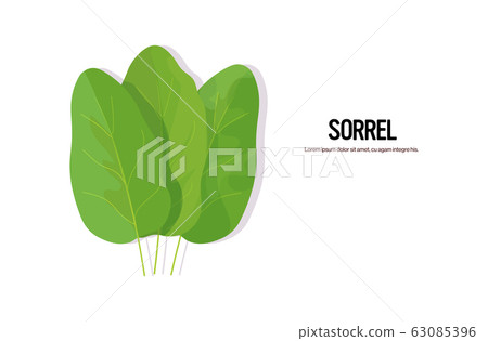realistic sorrel tasty fresh herb green leaves healthy food concept horizontal copy space 63085396
