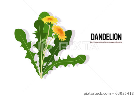 realistic flowers dandelions tasty fresh herb green leaves healthy food concept horizontal 63085418