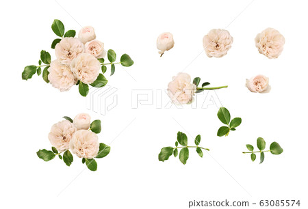 Set of rose flowers, buds, leaves and floral arrangements Set of rose flowers, buds, leaves and floral arrangements 63085574