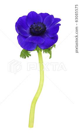 Blue anemone flower Blue anemone flower 63085575