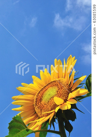 sunflower sunflower 63085599