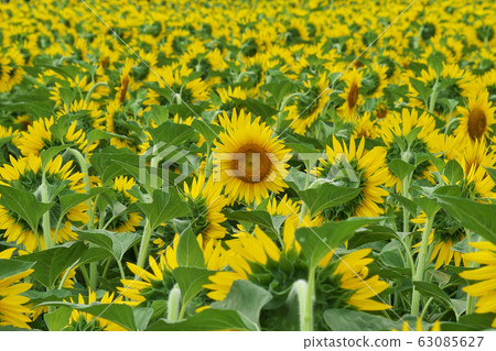 Reverse sunflower 63085627