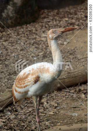 Young bird of Sodeggrol 63086160