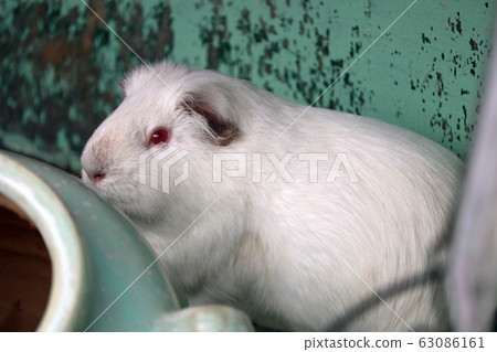 White guinea pig 63086161