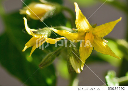 愛子番茄花 63086292