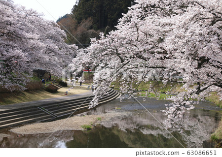 北川川·Imadegawa的櫻花（福島縣·石川町） 63086651