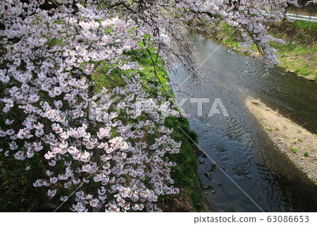 北川川·Imadegawa的櫻花（福島縣·石川町） 63086653