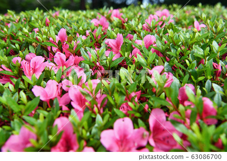 City view Tokyo Chofu early summer 63086700