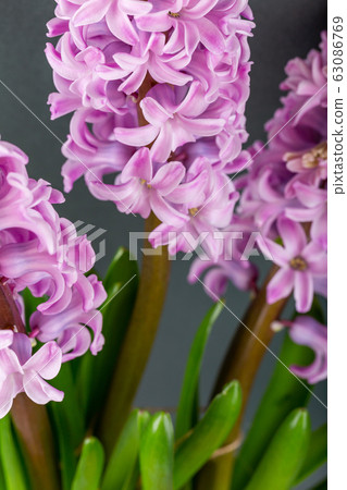 Pink geocinth flowers on a gray background. Pink geocinth flowers on a gray background. 63086769