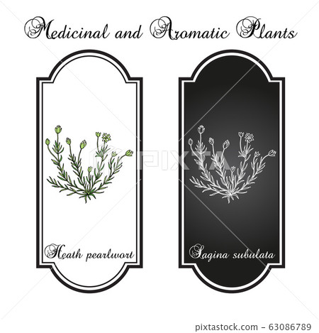 Heath pearlwort sagina subulata , or irish-moss, medicinal plant 63086789