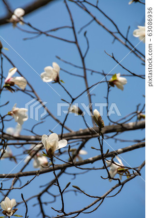 Blue sky and Kobushi flower Blue sky and Kobushi flower 63086936