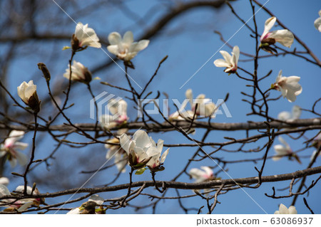 Blue sky and Kobushi flower Blue sky and Kobushi flower 63086937