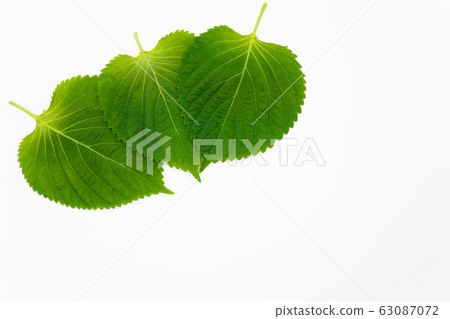 Egoma leaves white background 63087072