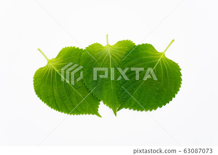 Egoma leaves white background 63087073