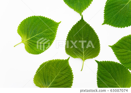 Egoma leaves white background 63087074