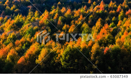 Autumn leaves forest shining in the setting sun Autumn leaves forest shining in the setting sun 63087349