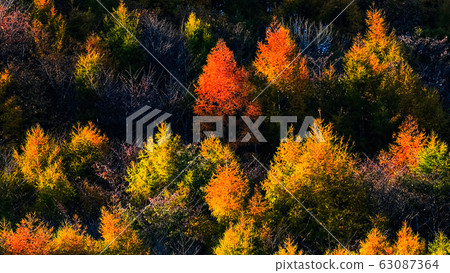 Autumn leaves forest shining in the setting sun Autumn leaves forest shining in the setting sun 63087364