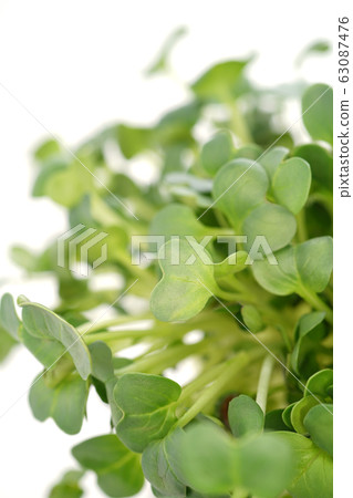 Caution: Daikon radish Caution: Daikon radish 63087476