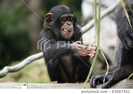 Chimpanzee 63087482