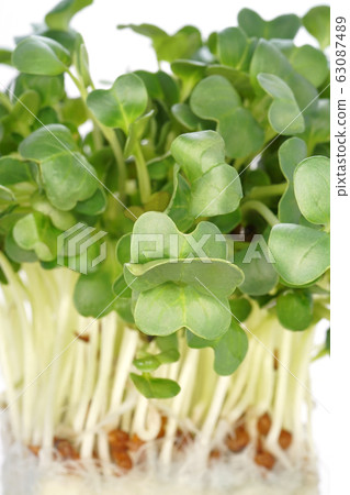 注意:蘿蔔蘿蔔 注意:蘿蔔蘿蔔 63087489