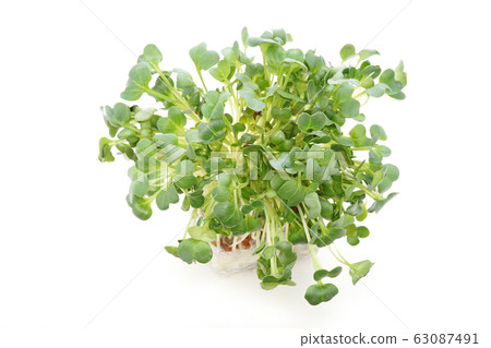 注意：蘿蔔蘿蔔 63087491