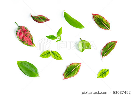 Various green leaf isolated on white background 63087492