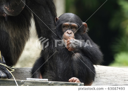Chimpanzee Chimpanzee 63087493