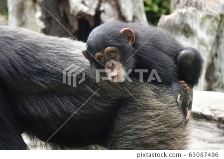 黑猩猩 63087496