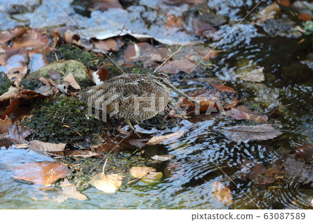 Aoshitake Aoshitake 63087589