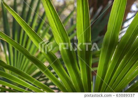 Schleaf leaves 63089337