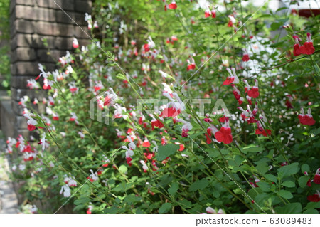 Cherry sage Cherry sage 63089483