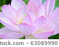 Lotus petals 63089990