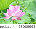 Lotus on a sunny day 63089993