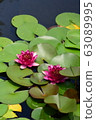 Lotus of pond 63089995