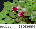 Lotus of pond 63089996