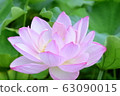 Sunny lotus 63090015