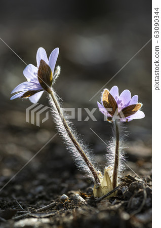 Spring Bloom in Korea 63090344